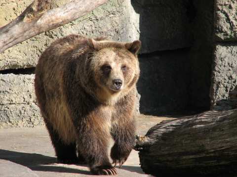 Grizzly at SFZoo