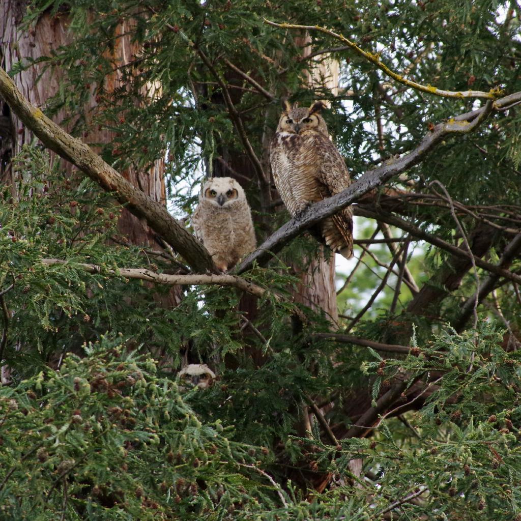 Great horned owls, one adult, two juveniles